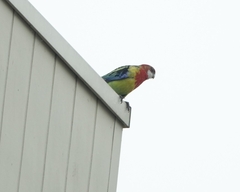 Platycercus eximius eximius