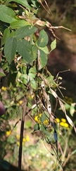 Strophostyles helvola