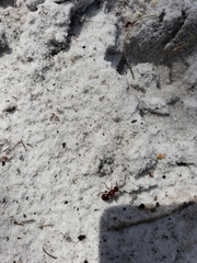 Pseudomethoca sanbornii
