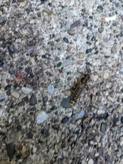 Platydracus maculosus