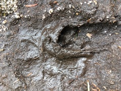 Lepus americanus