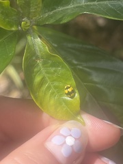 Illeis galbula
