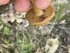 Cortinarius semisanguineus