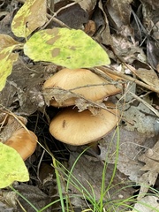 Cortinarius semisanguineus
