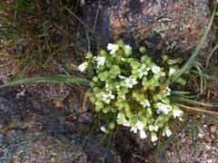 Mononeuria groenlandica