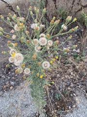 Heterotheca sessiliflora