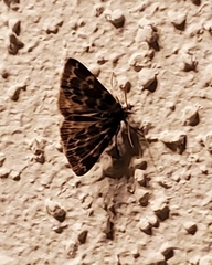 Idia lubricalis