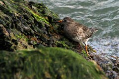 Calidris maritima