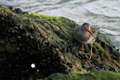 Calidris maritima