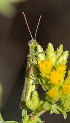 Hesperotettix viridis