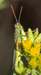 Hesperotettix viridis