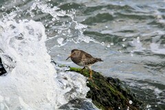 Calidris maritima