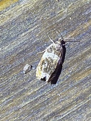 Olethreutes fasciatana