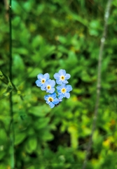 Myosotis sylvatica