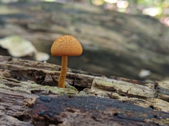 Pholiota granulosa