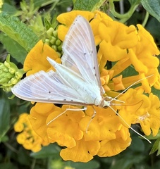 Diaphania costata