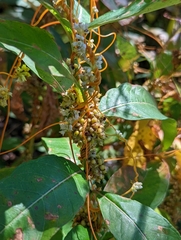 Cuscuta gronovii