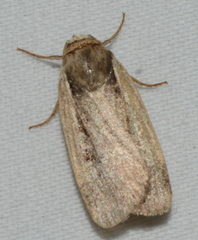 Ochropleura