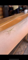 Phasmatinae