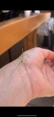 Phasmatinae