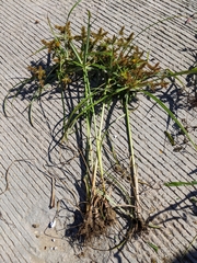 Cyperus erythrorhizos