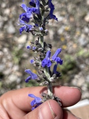 Salvia connivens