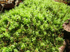 Mniaceae