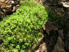 Mniaceae