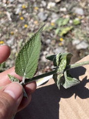 Salvia connivens