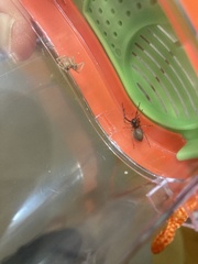 Dysdera crocata