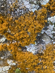 Trentepohlia aurea