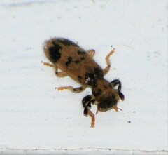 Pelonium maculicolle