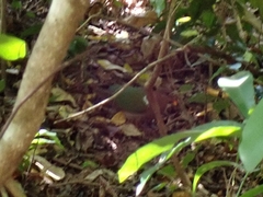 Chalcophaps longirostris