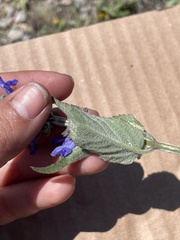 Salvia connivens