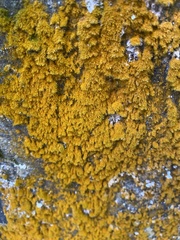 Trentepohlia aurea