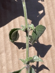 Salvia connivens