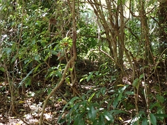 Chalcophaps longirostris