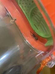 Dysdera crocata