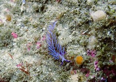 Pteraeolidia ianthina