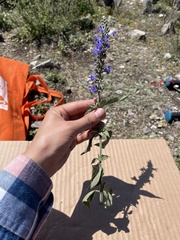 Salvia connivens
