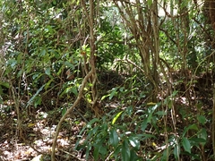 Chalcophaps longirostris