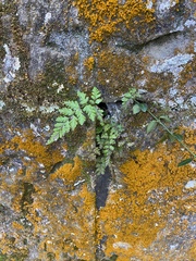 Asplenium montanum