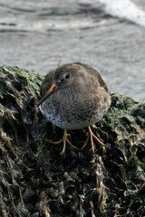 Calidris maritima