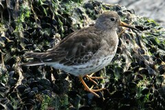 Calidris maritima
