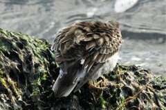 Calidris maritima