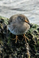 Calidris maritima