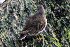 Calidris maritima