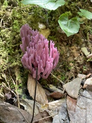 Clavaria