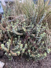 Crassula perforata