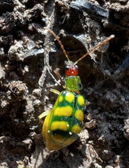 Diabrotica balteata